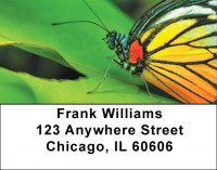 Butterfly Bonanza Address Labels | LBZANK-61