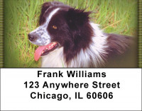 Border Collies Addrss Labels | LBZDOG-02