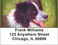 Border Collies Addrss Labels | LBZDOG-02