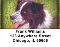 Border Collies Addrss Labels | LBZDOG-02