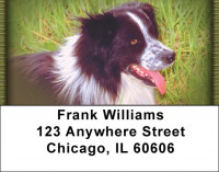 Border Collies Addrss Labels | LBZDOG-02