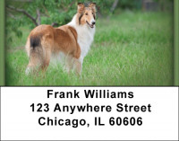 Collies Address Labels | LBZDOG-14