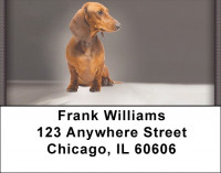 Dachshunds Address Labels | LBZDOG-15