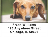 Dachshunds Address Labels | LBZDOG-15