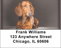 Dachshunds Address Labels | LBZDOG-15