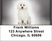 Adorable Bichons Address Labels | LBZDOG-31