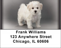 Adorable Bichons Address Labels | LBZDOG-31