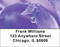 Dewey Colors Address Labels | LBZFLO-38
