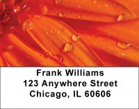 Dewey Colors Address Labels | LBZFLO-38