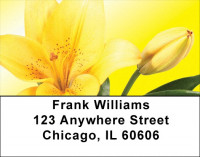 Mellow Yellow Address Labels | LBZFLO-49
