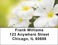 Plumeria Address Labels | LBZFLO-68