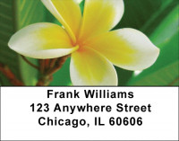 Plumeria Address Labels | LBZFLO-68