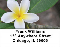 Plumeria Address Labels | LBZFLO-68