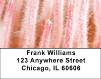 Protea Address Labels | LBZFLO-70
