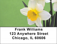Dreamy Daffodils Address Labels | LBZFLO-72