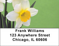 Dreamy Daffodils Address Labels | LBZFLO-72