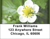 Bloomin' Strawberries Address Labels | LBZFOD-25
