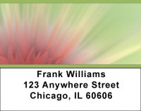 Pink Explosion Address Labels | LBZNAT-23