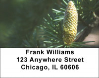 Pinecones Address Labels | LBZNAT-54