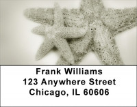 Shells In Taupes and Sage Address Labels | LBZSCE-30