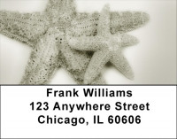 Shells In Taupes and Sage Address Labels | LBZSCE-30
