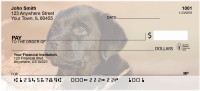 Labrador Puppies Personal Checks | QBB-69