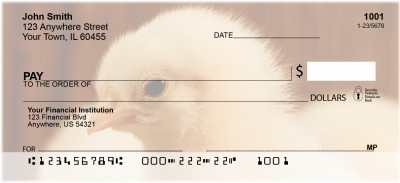 Baby Chicks | BCA-48