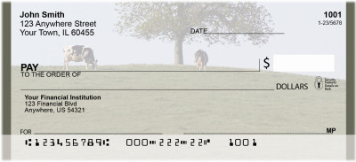 Grazing Holstein Cows | BCA-58