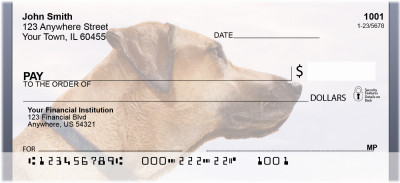 Yellow Lab Closeup | BCA-87