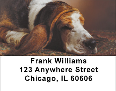 Beagle Contentment Address Labels | LBBBA-83
