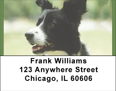 Border Collies Address Labels | LBBBA-86