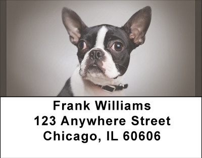 For Boston Terrier Lovers Address Labels | LBBBA-87