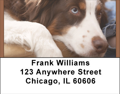 Australian Shepherd Address Labels | LBBBA-96