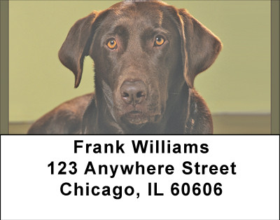 Chocolate Lab Alert Address Labels | LBBBB-08