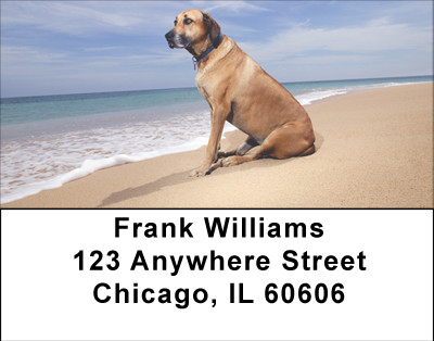 Beach Lab Address Labels | LBBBB-10