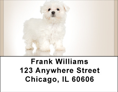 Maltese Madness Address Labels | LBBBB-13