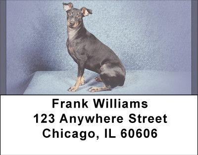 Manchester Terriers Address Labels | LBBBB-15
