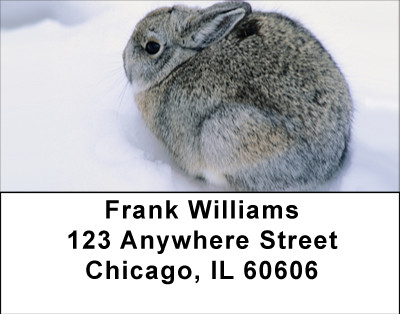 Snow Bunny Address Labels | LBBBB-42