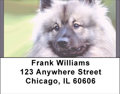 Adorable Keeshond Address Labels | LBBBD-96