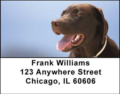 Chocolate Labradors Address Labels | LBDOG-09