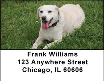 Golden Labradors Address Labels | LBDOG-10