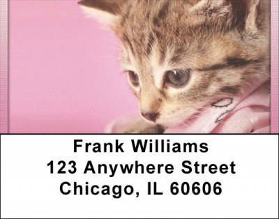 Playful Perky Kittens Address Labels | LBQBA-94