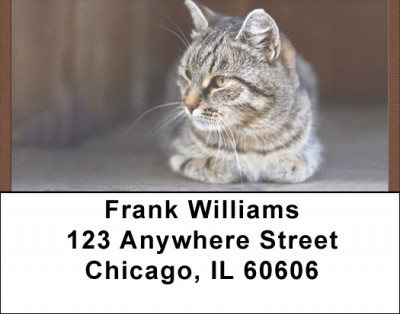 World Of Felines Address Labels | LBQBB-01