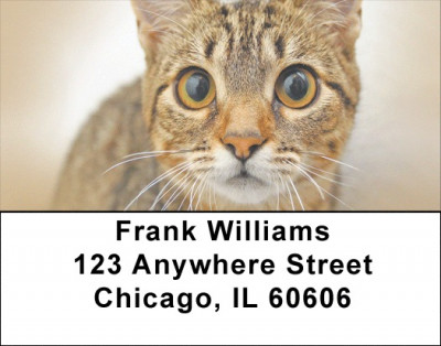 You Know The Look Address Labels | LBQBB-02
