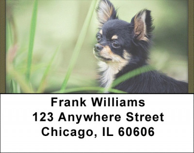 Chihuahua Field Day Address Labels | LBQBB-38