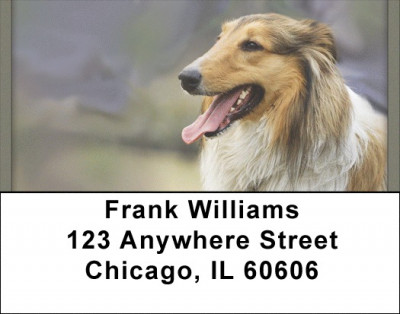 Collie Portraits Address Labels | LBQBB-45