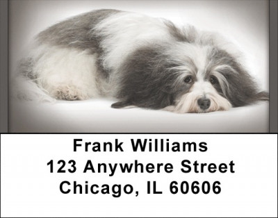 Havanese Address Labels | LBQBB-61