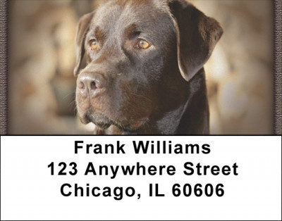 Chocolate Labrador Retrievers Address Labels | LBQBB-67