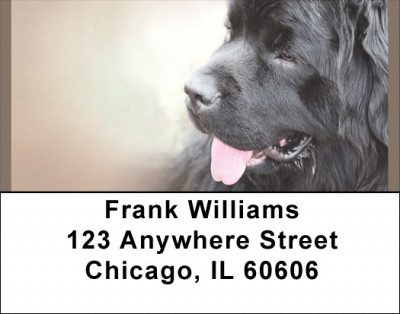Newfoundland Terriers Address Labels | LBQBB-76