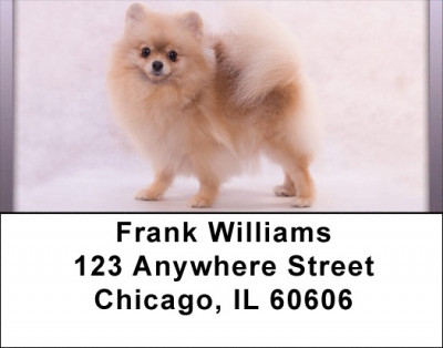 Pomeranian Spitz Address Labels | LBQBB-83